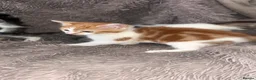 Mixed Breed cats for sale: 4 beautiful kittens  - Advert 5