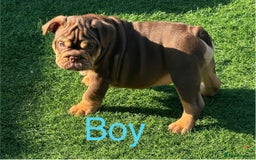 English Bulldog dogs for sale: READY TO LEAVE ENGLISH BULLDOG puppies  - Image 3