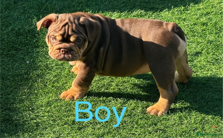 English Bulldog dogs - Advert 16