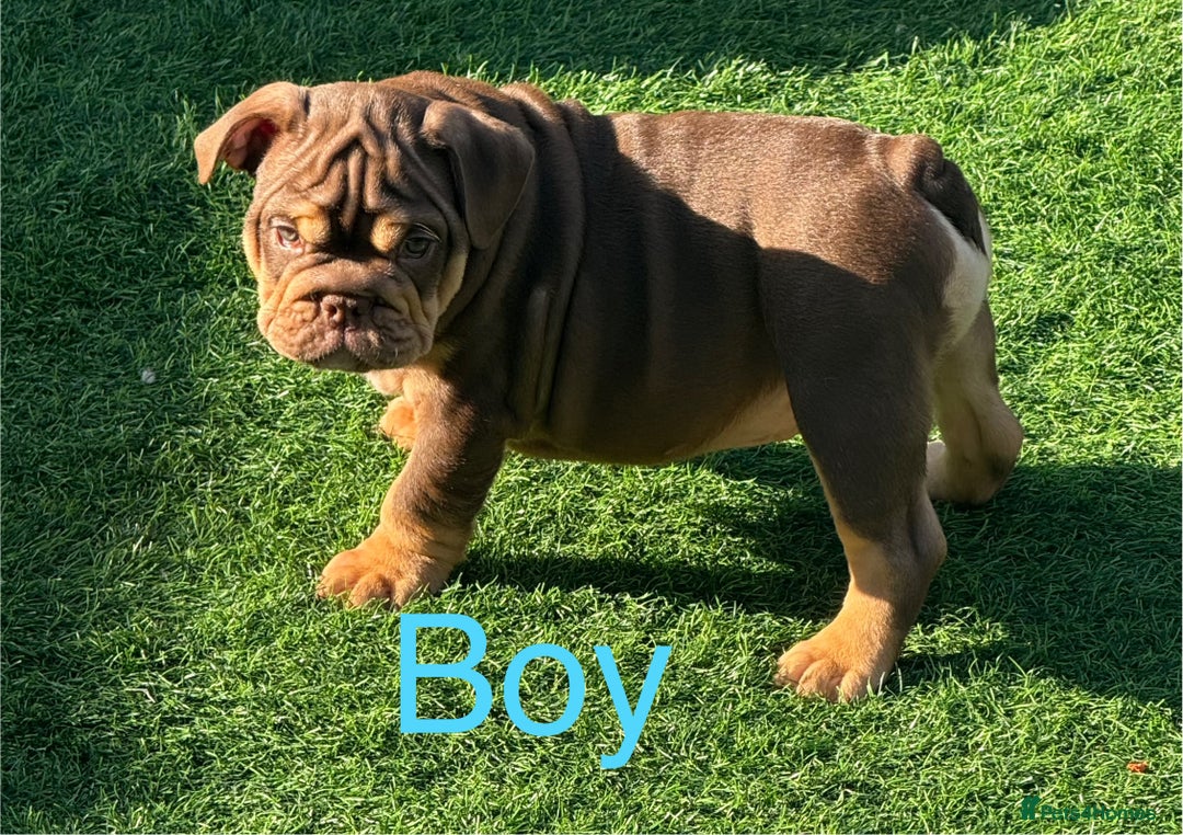 English Bulldog dogs for sale: READY TO LEAVE ENGLISH BULLDOG puppies  - Image 3