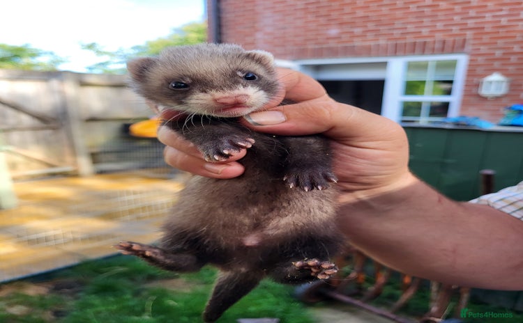 Ferret rodents - Advert 3