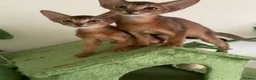 Abyssinian cats for sale: TICA 5* pedigree Abyssinian Kittens  - Advert 16
