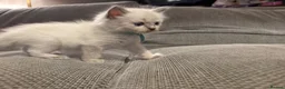 Ragdoll cats for sale: Three Stunning Blue Point Ragdoll Boys Available  - Advert 7