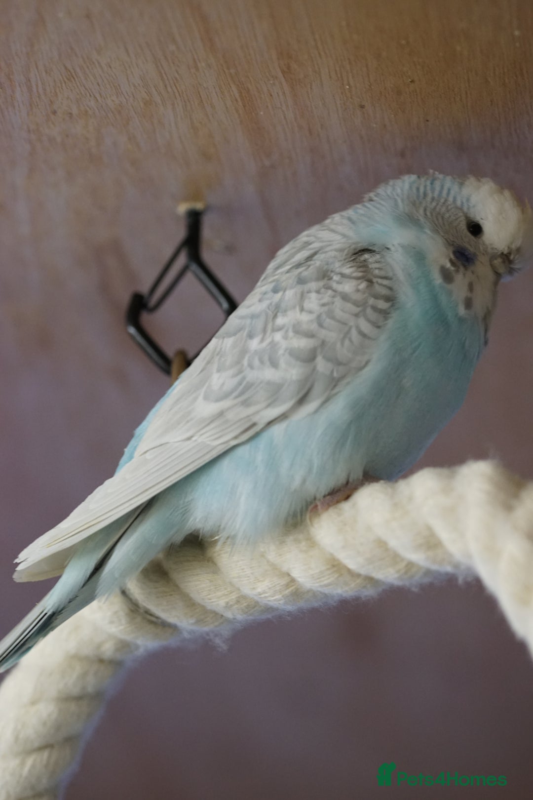 Budgerigars birds for sale: Budgies  - Advert 18