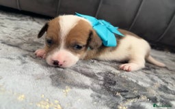 Jack Russell dogs for sale: Beautiful Jack russell puppies for sale  - Image 17