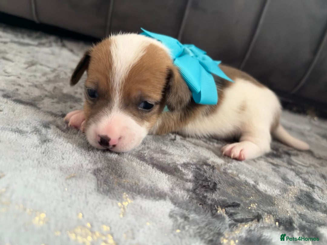 Jack Russell dogs for sale: Beautiful Jack russell puppies for sale  - Image 17