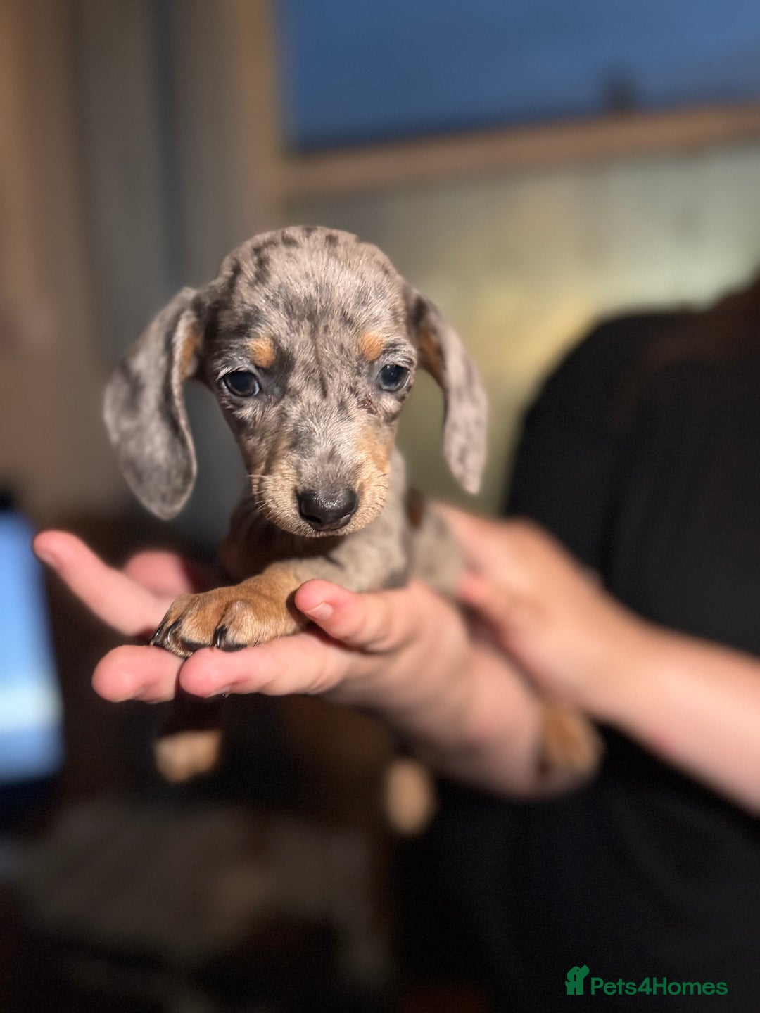 Miniature Dachshund dogs for sale: 🌟ONE LEFT🌟 Beautiful mini Dachshund puppies 🥰 - Image 8