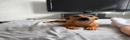 Mixed Breed dogs for sale: Rolo 7months old in Budleigh Salterton - Advert 6
