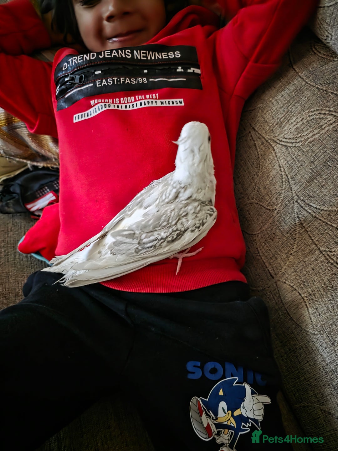 Cockatiels birds for sale: Silly hand tamed baby cockatiels for sale  - Advert 14