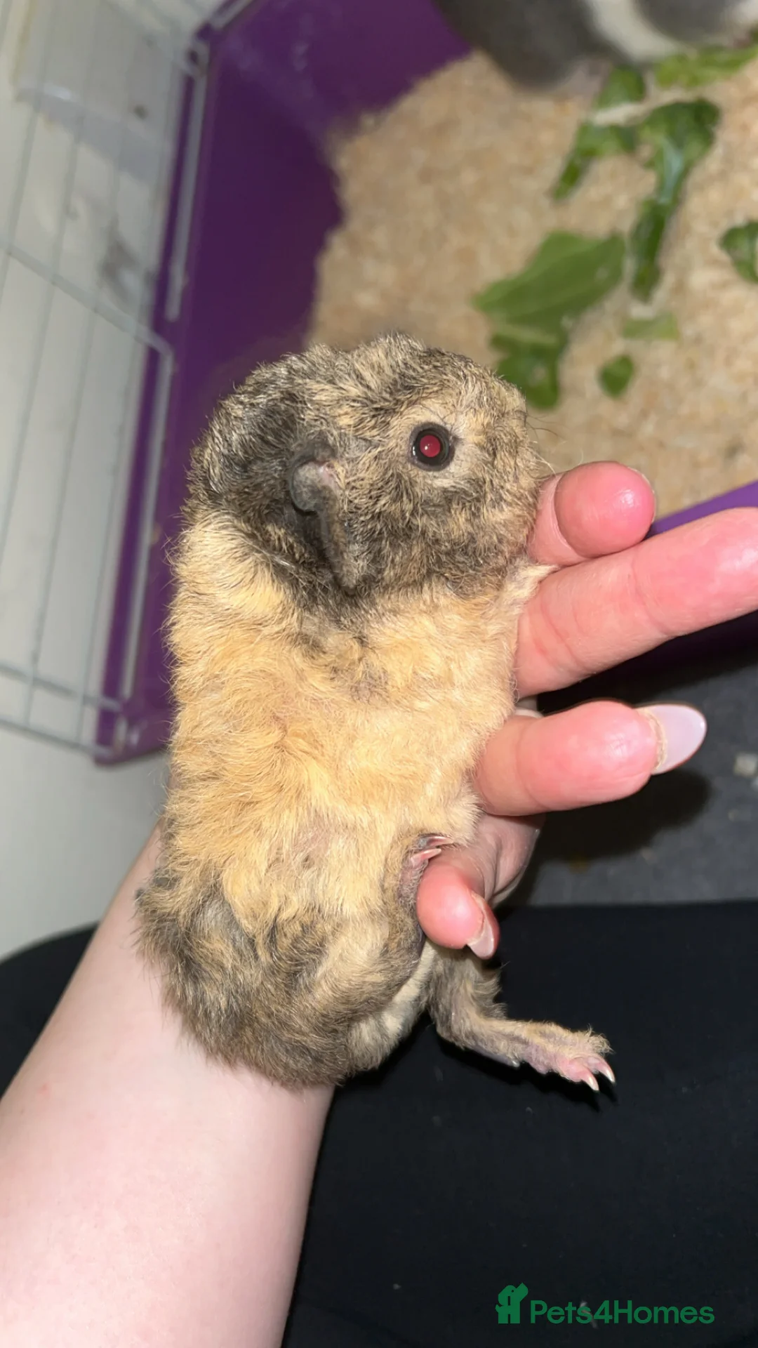 Guinea Pig rodents for sale: Beautiful female guinea pigs in Colchester - Advert 5