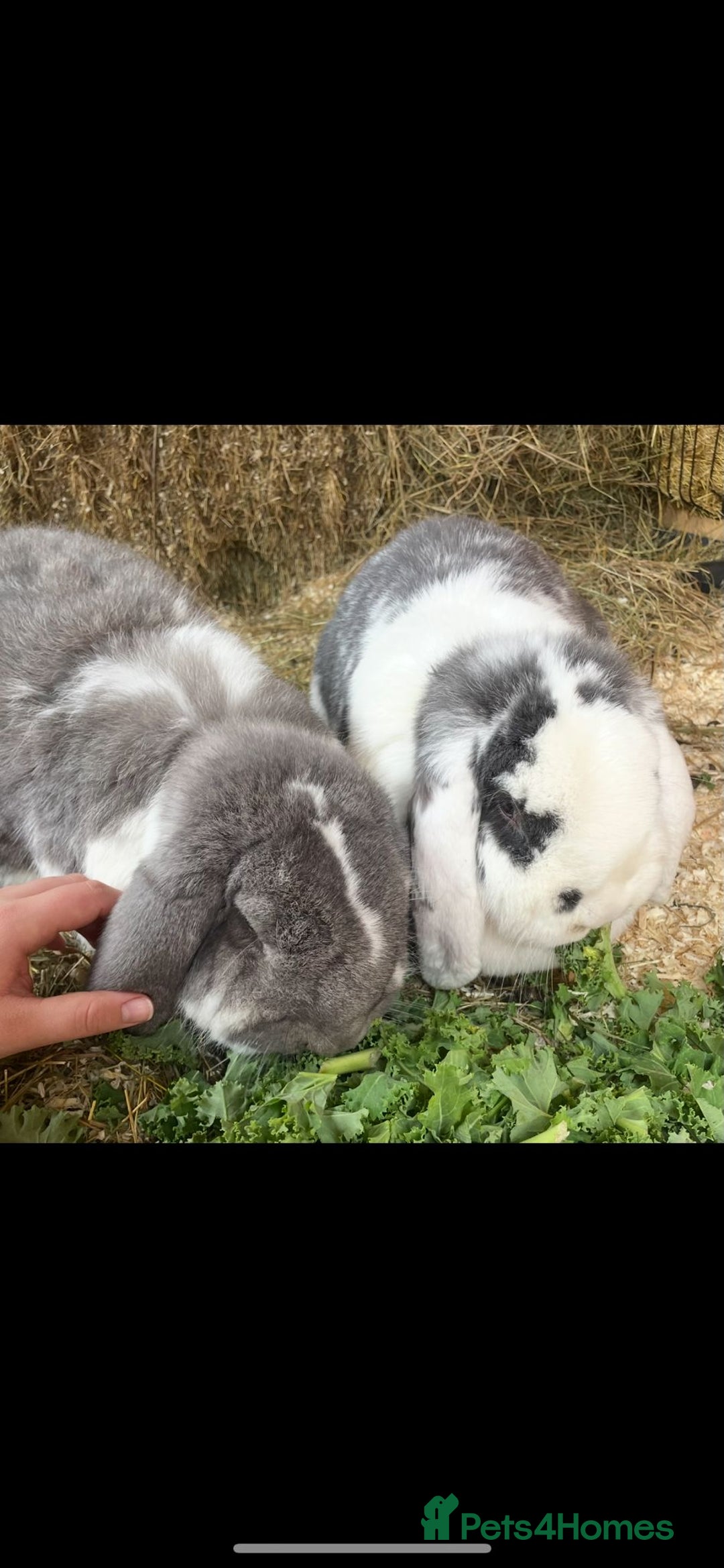 French Lop rabbits for sale: 2 French lop rabbits  - Image 4