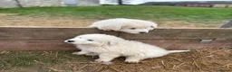 Maremma Sheepdog dogs for sale: Maremma sheepdog puppies - Advert 12
