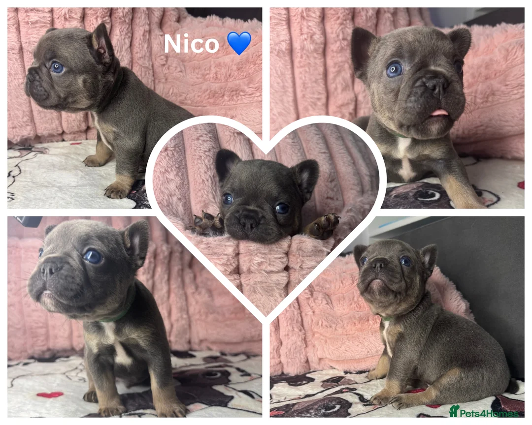 French Bulldog dogs for sale: 5 Beautiful Fluffy Carrier French Bulldog Puppies  - Advert 3