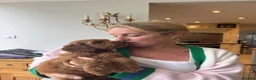 Mixed Breed dogs for sale: Australian Labradoodles RED/ WHITE TUX Girls  - Advert 11