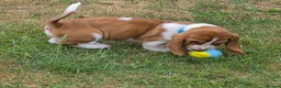 Basset Hound dogs for sale: KC BASSET HOUND PUPPIES  - Advert 21