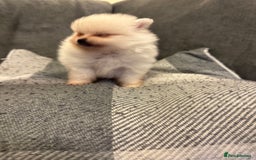 Pomeranian dogs for sale: Gorgeous Pomeranian puppies - Image 14