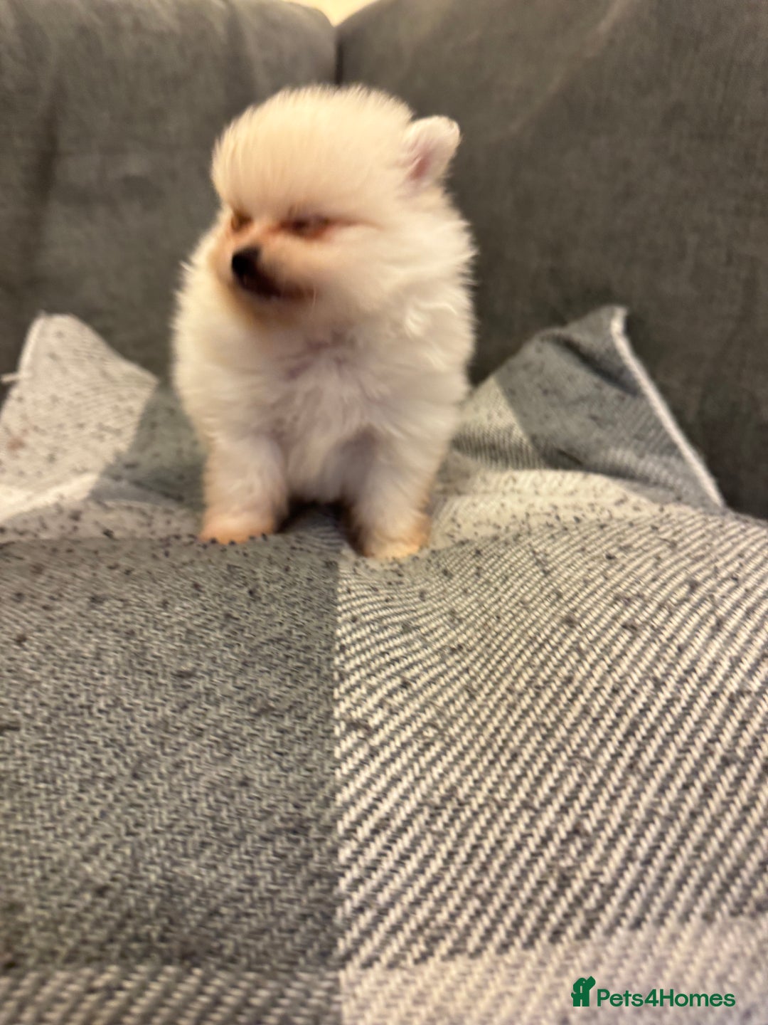 Pomeranian dogs for sale: Gorgeous Pomeranian puppies - Image 14