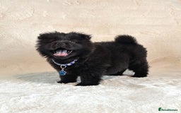 Chow Chow dogs for sale: Exotic colour chowsky puppies for sale  - Image 6