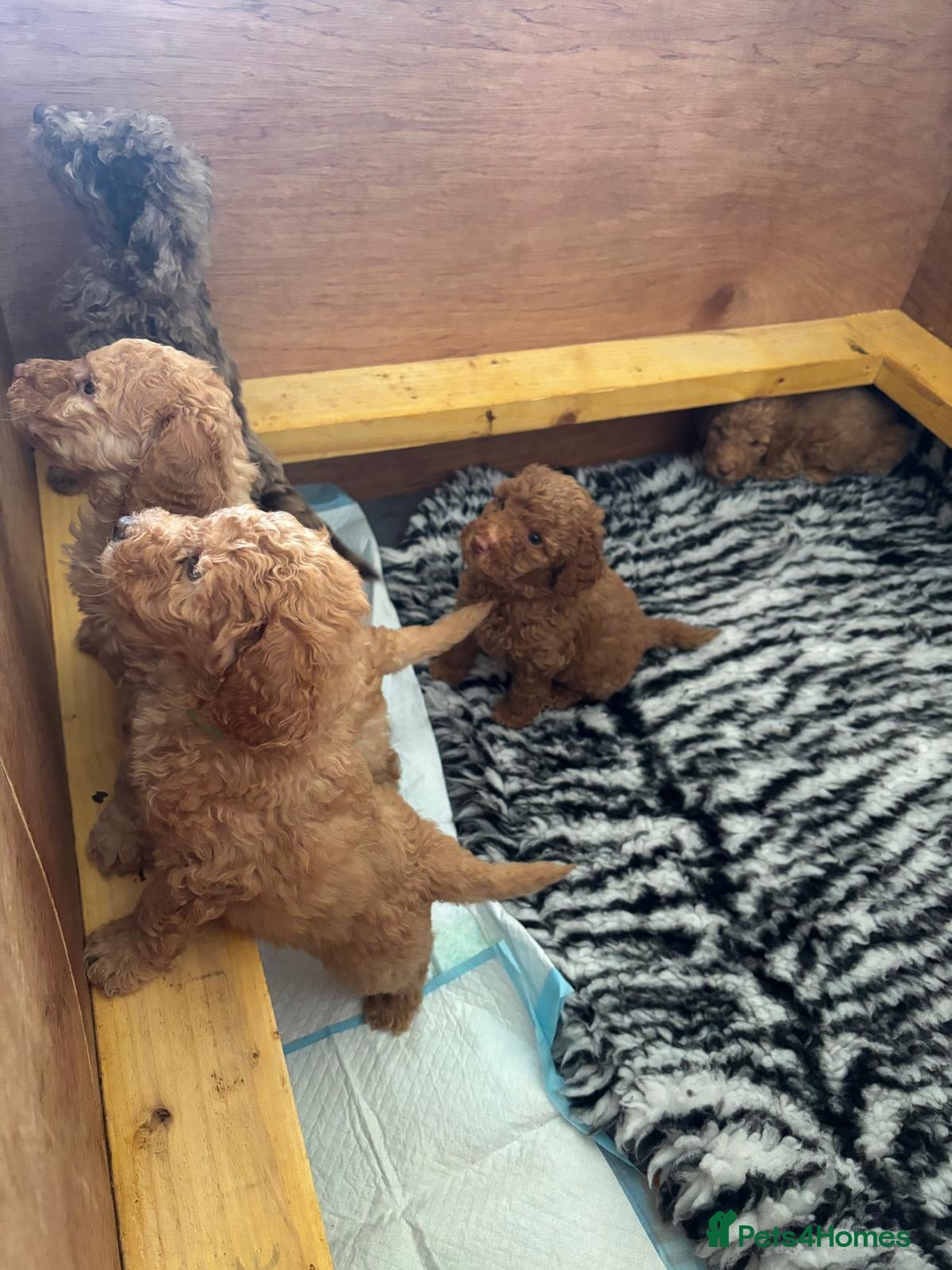 Mixed Breed dogs for sale: Moyen/Miniature Poodle in Gorebridge - Advert 13