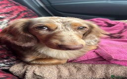 Miniature Dachshund dogs for sale: KC Reg Miniature Dachshund Long Haired Female - Image 3