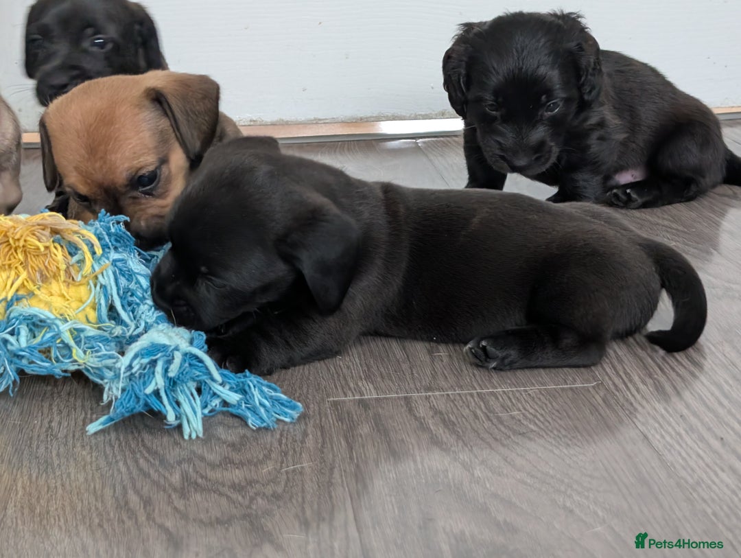 Dachshund dogs for sale: Dachshund x puppies male 2x long haired  - Image 7