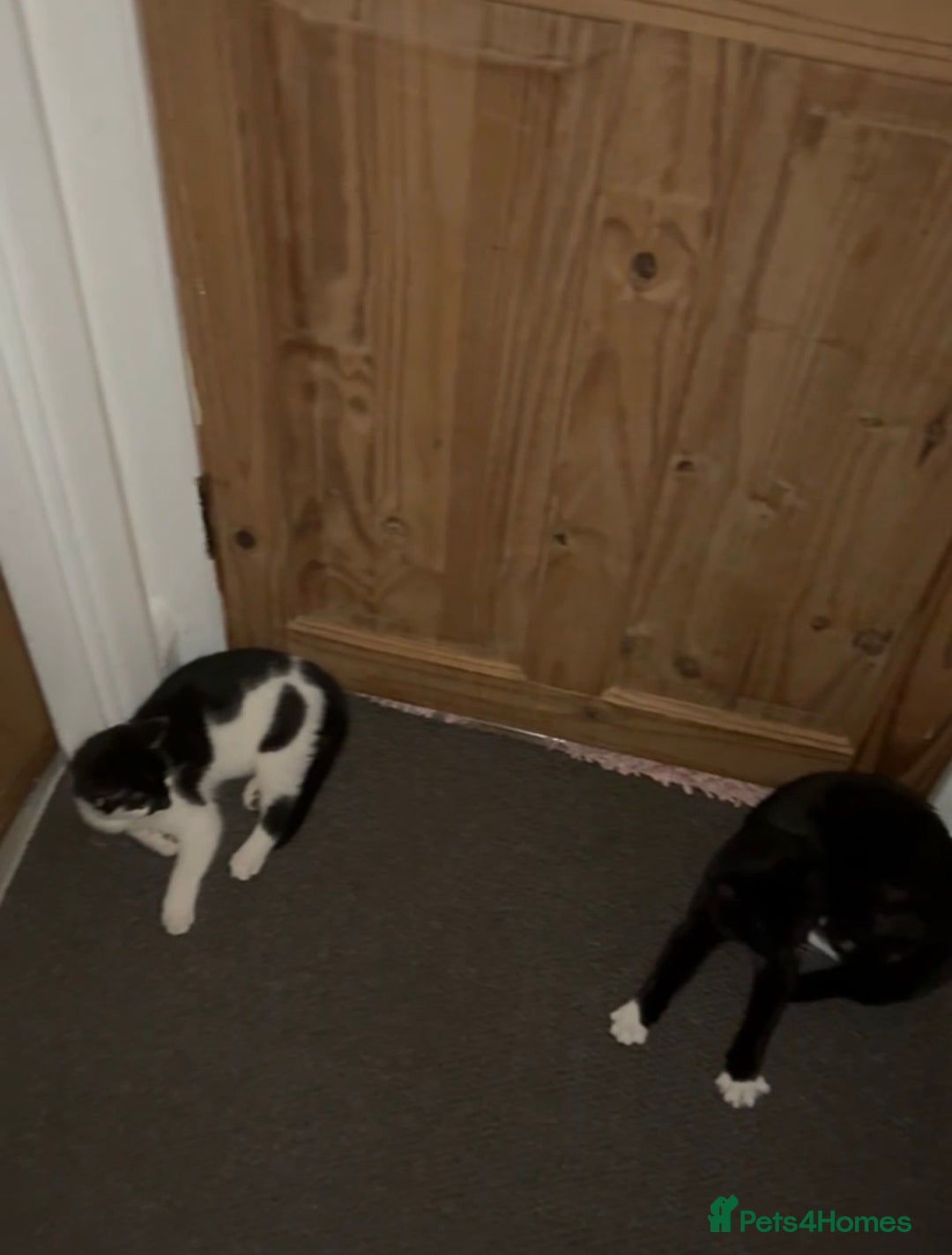 Mixed Breed cats for sale: Cute kitten for sale with accessories  - Advert 8