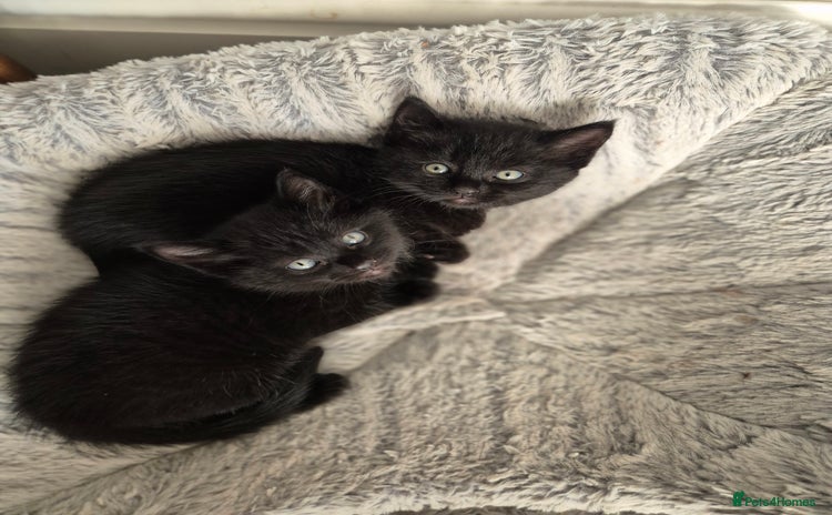 Bombay cats - Advert 1