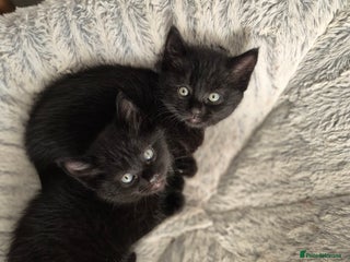 Bombay cats - Advert 2