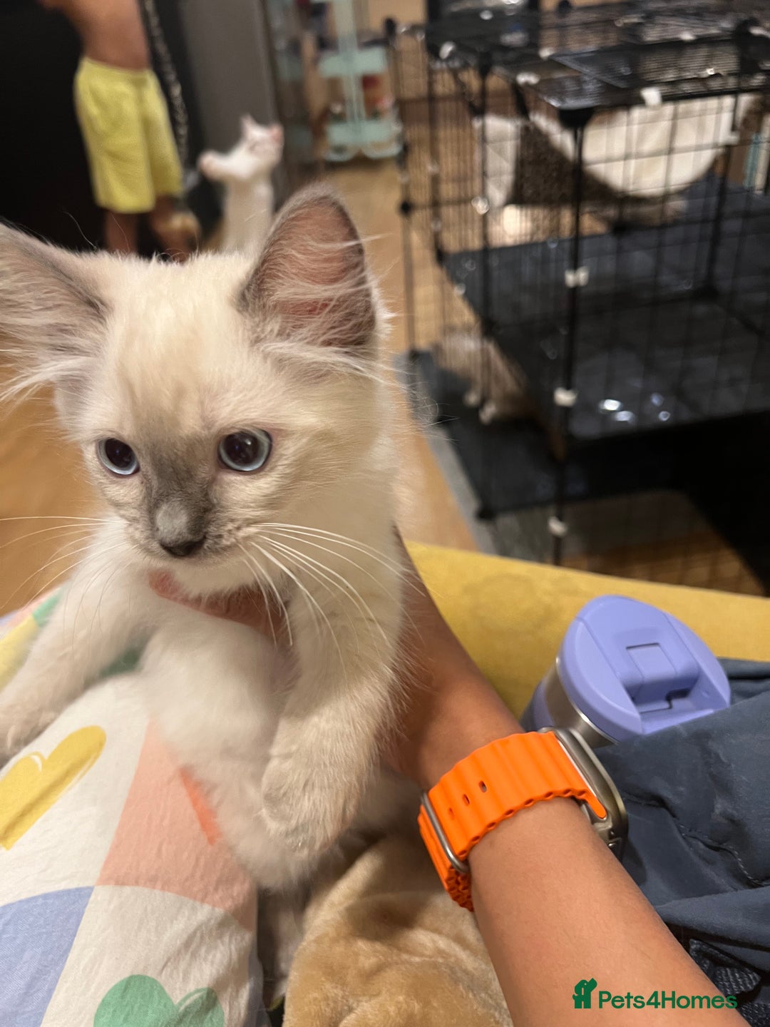 Ragdoll cats for sale: Last few Ragdoll Kittens—price reduced  - Image 21