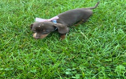 Miniature Dachshund dogs for sale: Female Miniature Dachshund  - Image 3