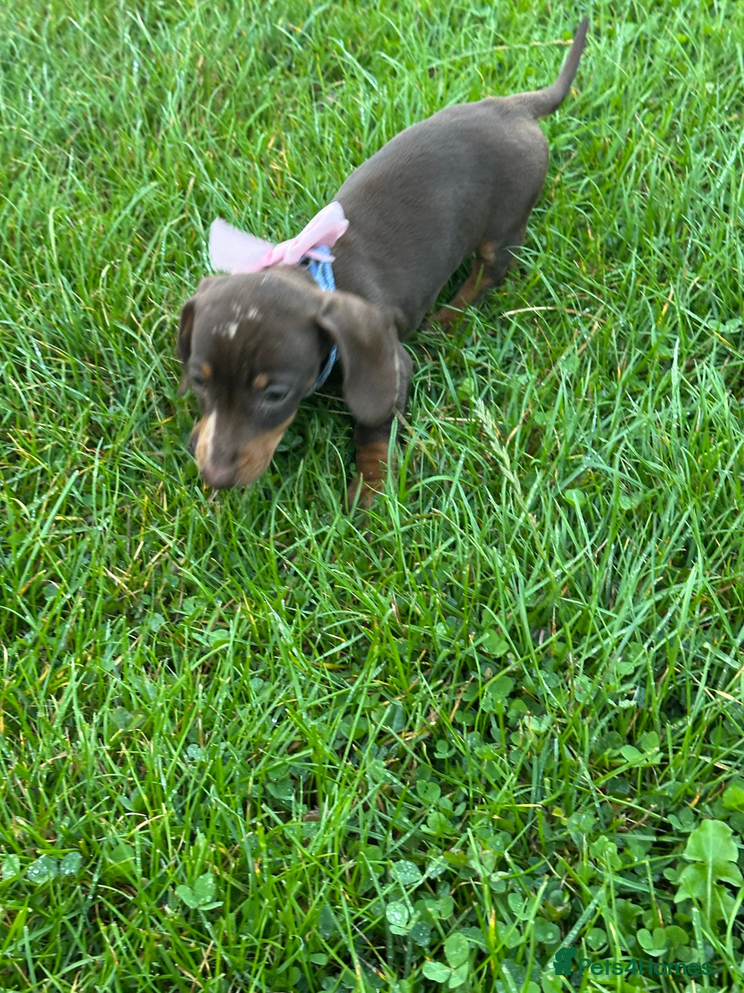 Miniature Dachshund dogs for sale: Female Miniature Dachshund  - Image 3