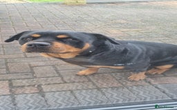 Rottweiler dogs for sale: Female rotweiller  - Image 4