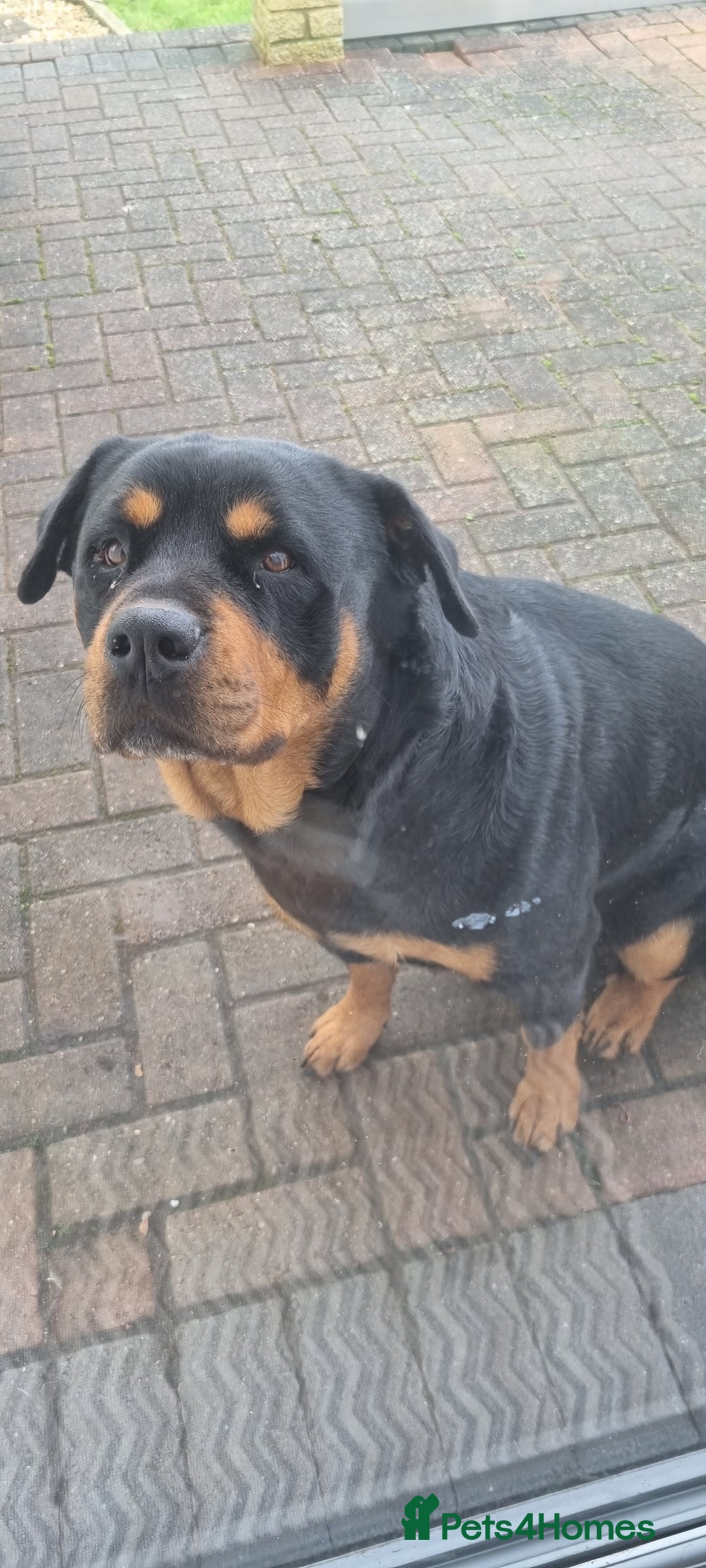 Rottweiler dogs for sale: Female rotweiller  - Image 4