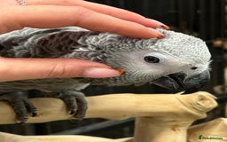 Parrots birds for sale: Gorgeous hand reared African Grey Baby  - Image 1