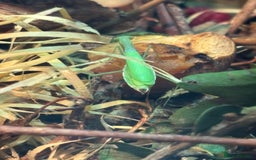 Praying Mantis invertebrates for sale: Praying Mantises for sale - Image 4