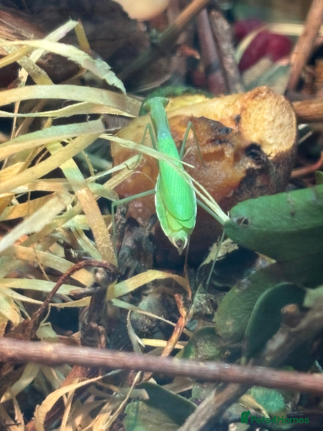 Praying Mantis invertebrates for sale: Praying Mantises for sale - Image 4