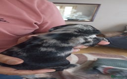 Cocker Spaniel dogs for sale: Stunning cocker spaniel litter  - Image 16