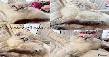Ragdoll cats - Advert 1