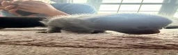 Mixed Breed cats for sale: Beautiful Family-Raised Kittens - Advert 10