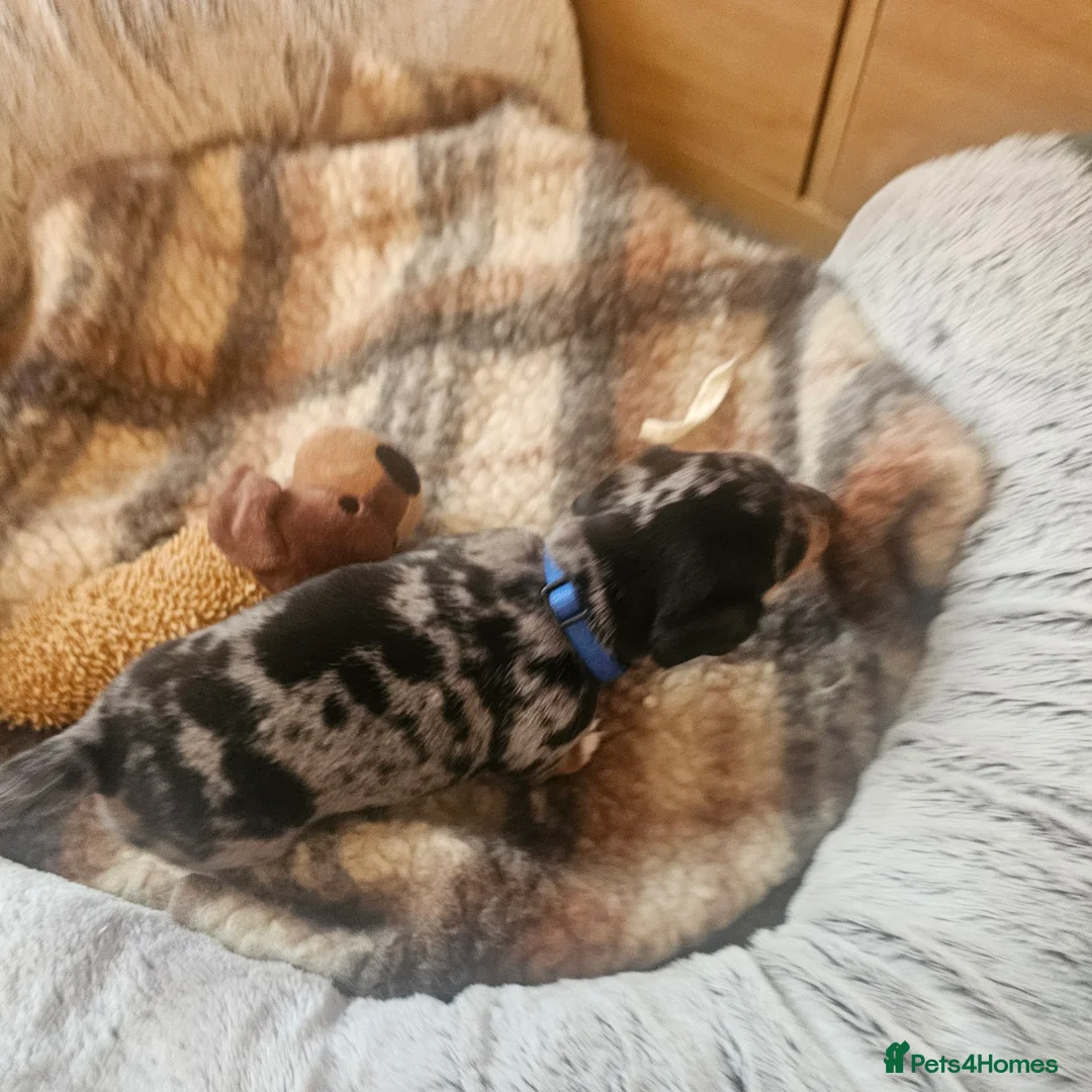 Jackshund dogs for sale: A stunning Jack Russell Terrier and Dachshund mix. - Advert 2