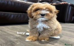 Cavapoo dogs for sale: Adorable Cavapoos ready for their new families 🐾 - Image 20