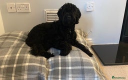 Sproodle dogs for sale: Beautiful Male Sproodle - Image 3