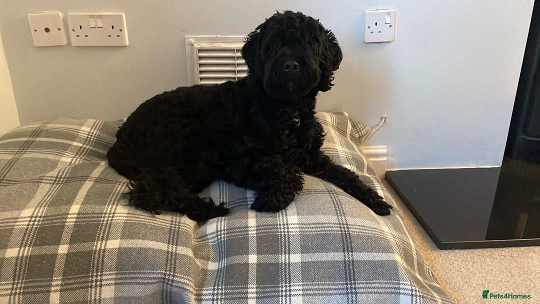 Sproodle dogs for sale: Beautiful Male Sproodle - Image 3