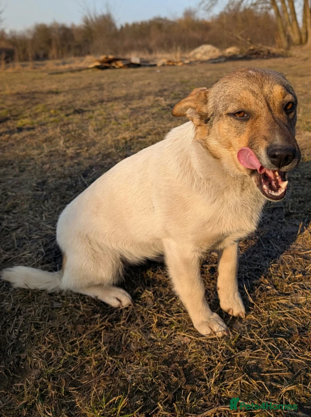 German Shepherd dogs for adoption: 🐾 DANA – Female German Shepherd 🐾 in West Malling - Advert 2