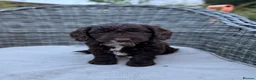 Cockapoo dogs for sale: F1 Cockapoo Puppies.  2 chocolate girls left - Advert 4