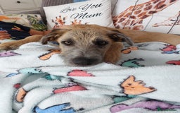 Mixed Breed dogs for sale: 6 month mixed male for urgent rehome - Image 8