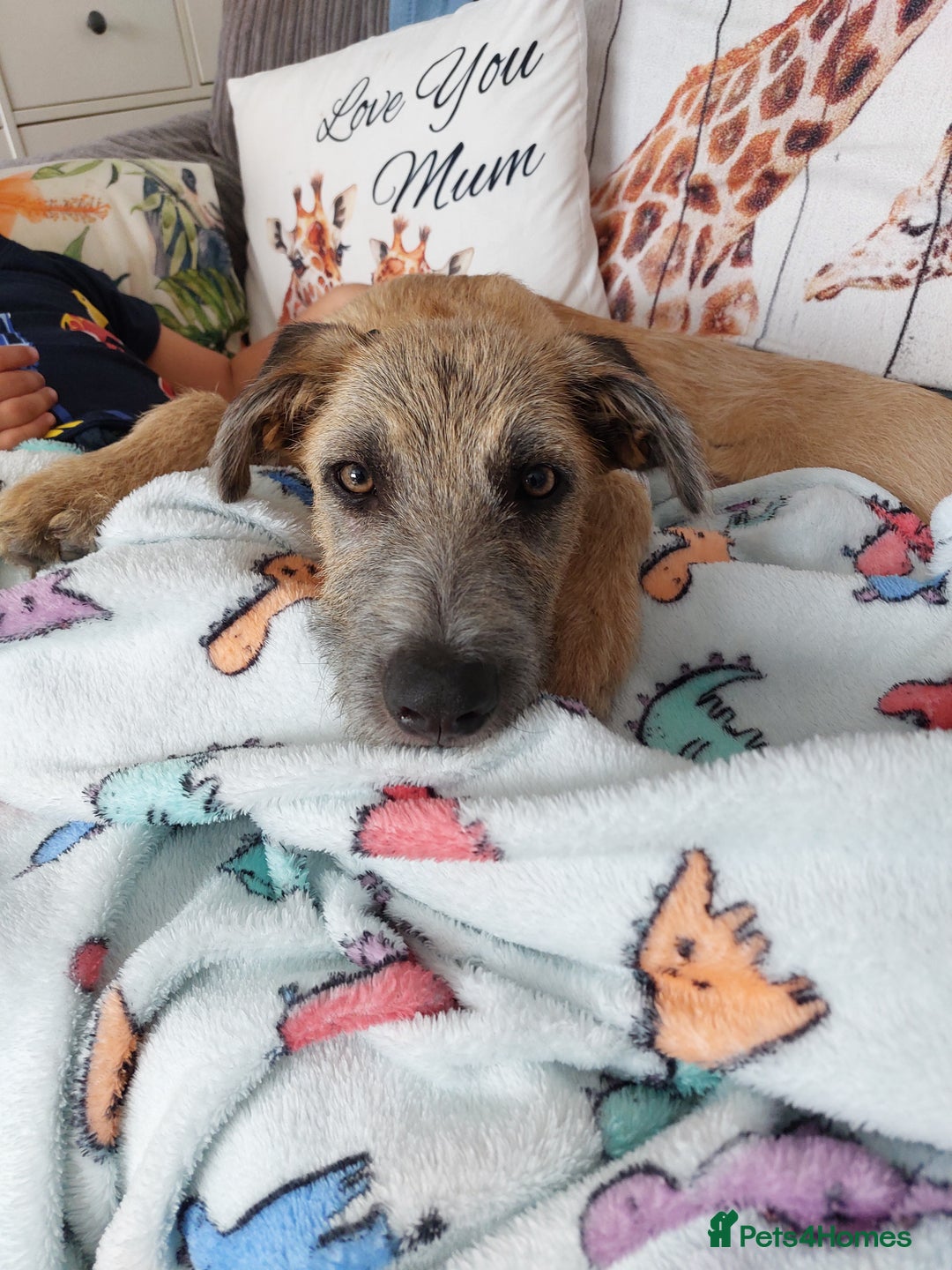 Mixed Breed dogs for sale: 6 month mixed male for urgent rehome - Image 8