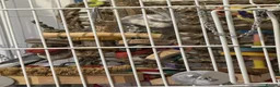 Cockatiels birds for sale: Selling two lovely sweet male cockatiels with cage - Advert 4
