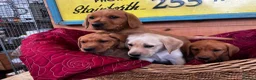 Labrador Retriever dogs for sale: KC Reg Labrador pups Working Traditional Chunky - Advert 13