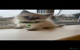 Ragdoll cats for sale: The Last Adorable Girl Ragdoll - Image 7